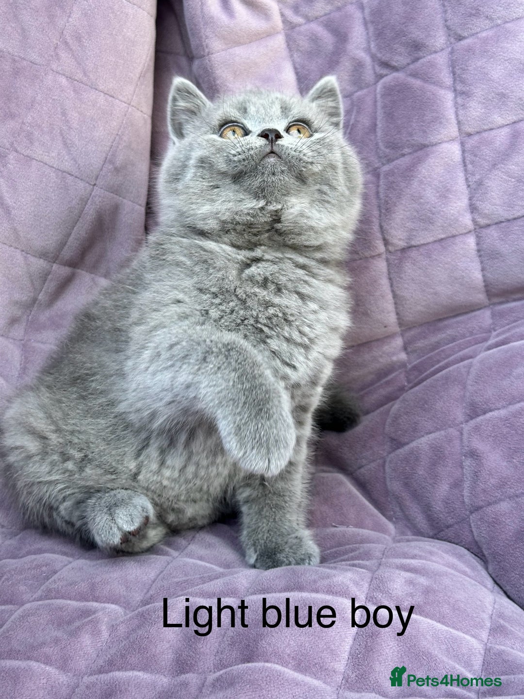 British Shorthair cats for sale: British shorthair kittens🐻🐻‍❄️🐻🐻‍❄️🐻🐻‍❄️ - Image 10