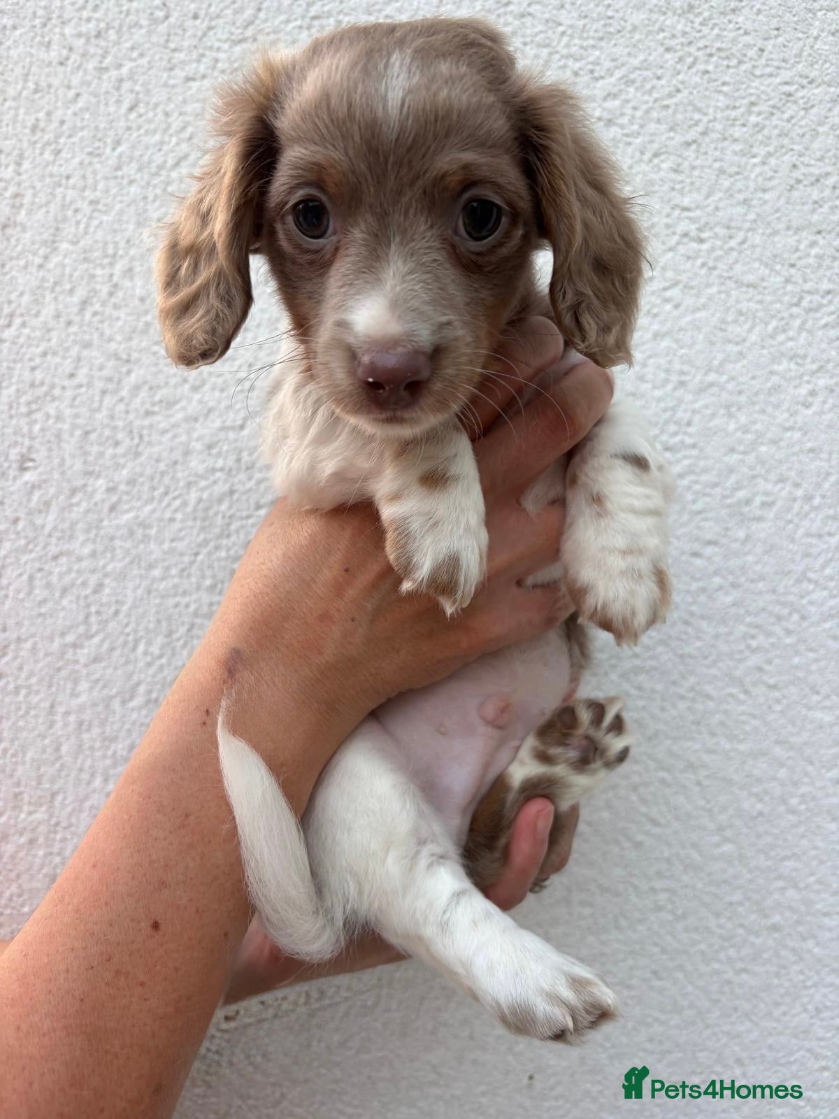 Miniature Dachshund dogs 🌟 ready now 🌟 fluffy 🐾 mini daxis - Advert 2
