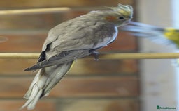 Cockatiels birds for sale: Young Cockatiels - Image 11