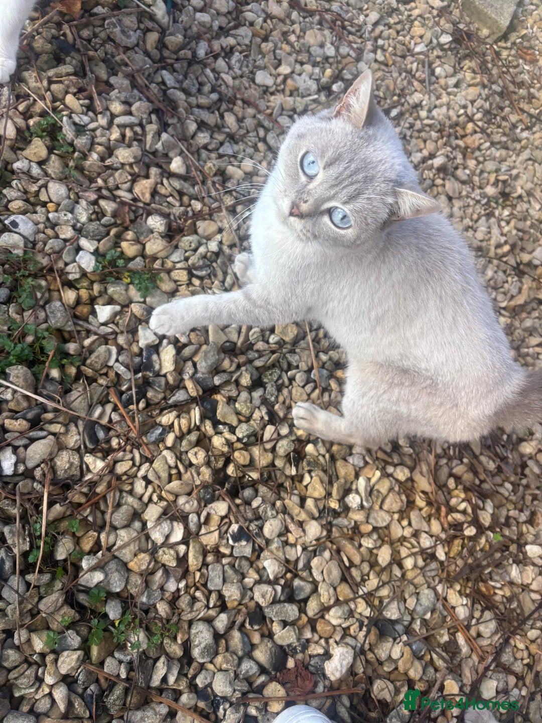 British Shorthair cats for sale: Liliana 🩷 GCCF Active  - Advert 2