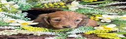 Miniature Dachshund dogs for sale: Stunning kc reg miniture dachshund in Deal - Advert 3