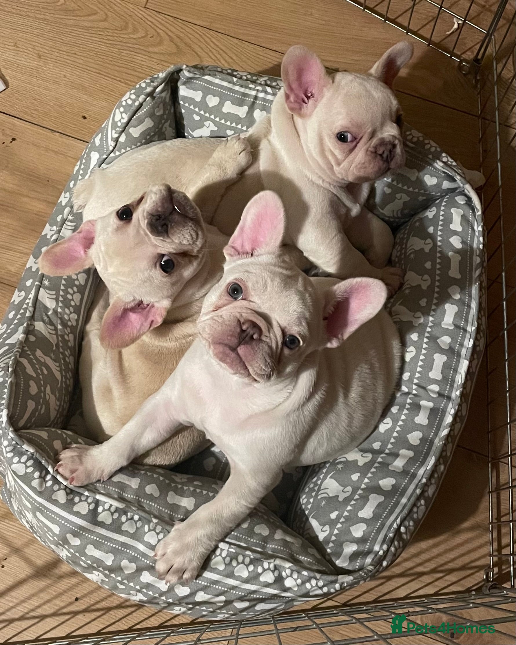 French Bulldog dogs 2X French Bulldog Pups (Female) - Advert 6