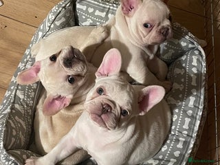 French Bulldog dogs 2X French Bulldog Pups (Female) - Advert 1