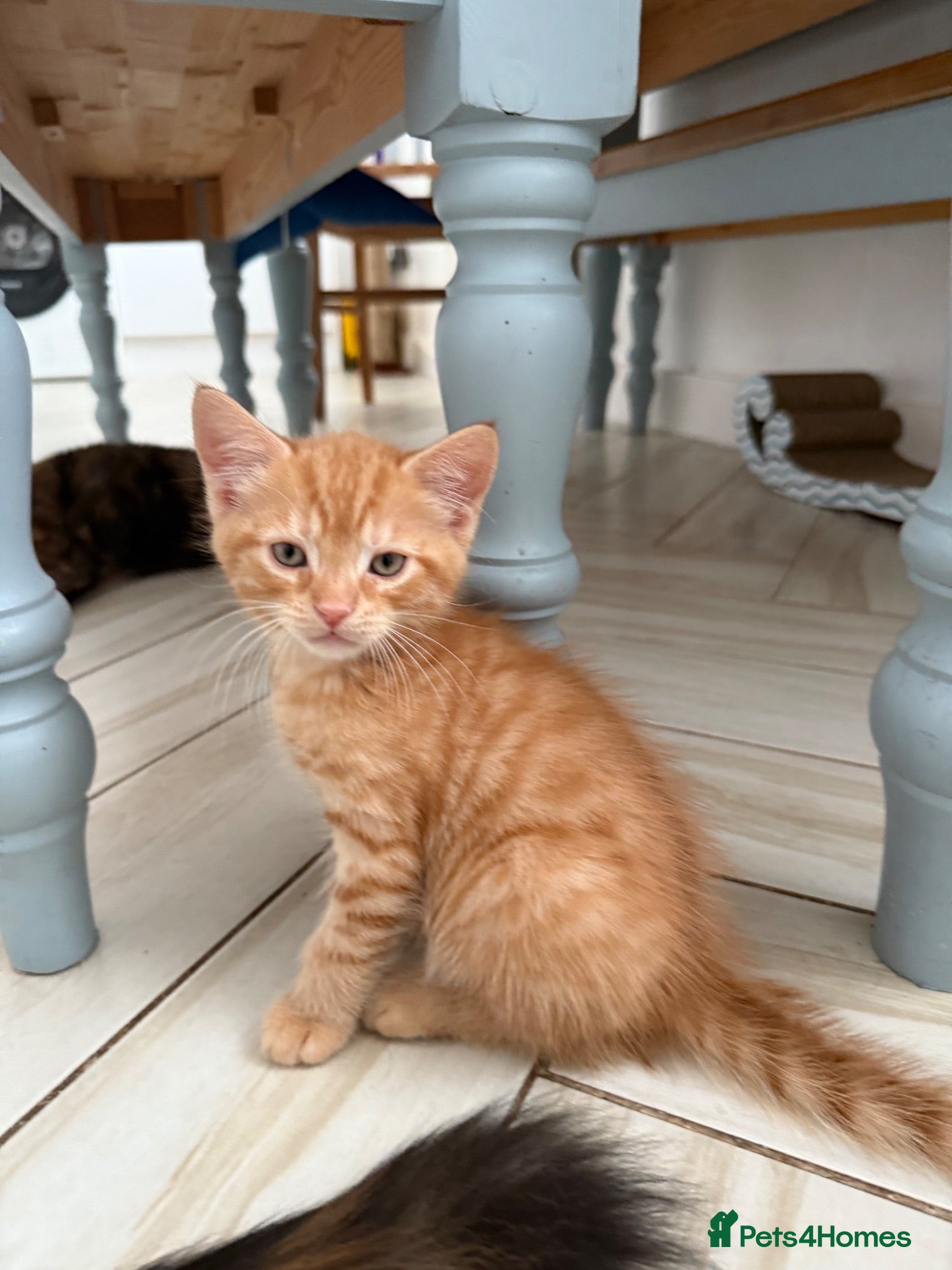 Mixed Breed cats 3 Playful & Sociable Ginger Kittens   - Advert 2