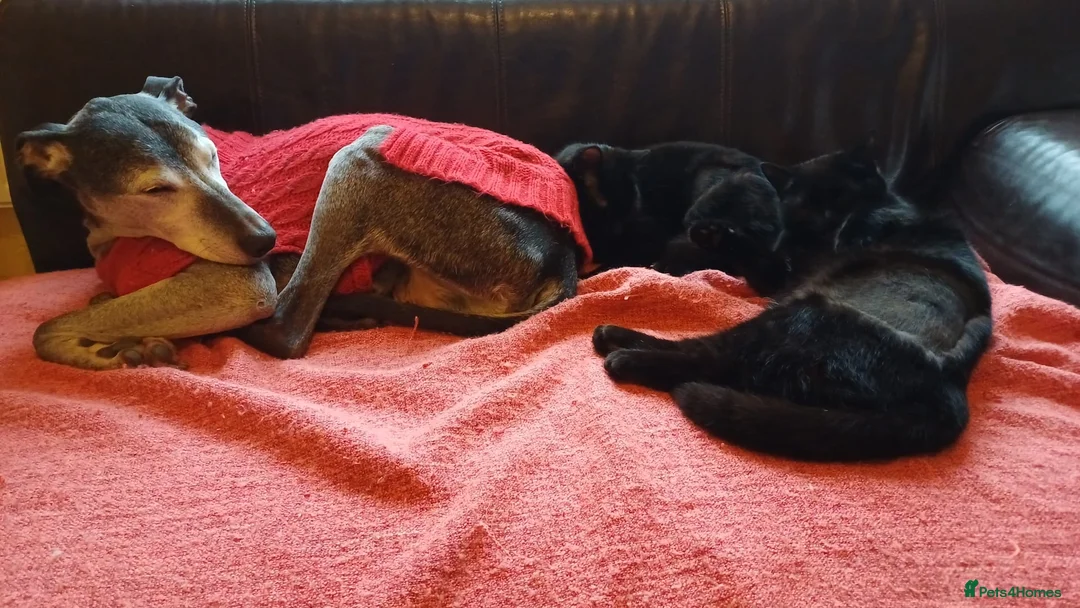 Mixed Breed cats for sale: 10 Month Old Twin Sisters - Advert 2