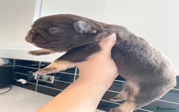 French Bulldog dogs for sale: Beautiful litter off French bulldog puppies  - Image 4