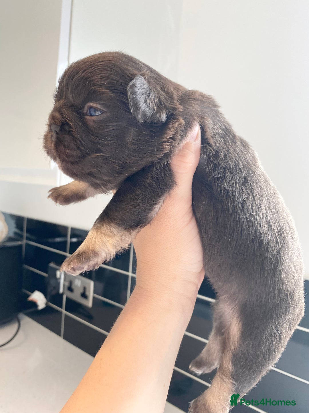 French Bulldog dogs for sale: Beautiful litter off French bulldog puppies  - Image 4