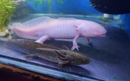 Other/Mixed Breed fish for sale: Fish Stock List - Updated Regularly  - Image 13