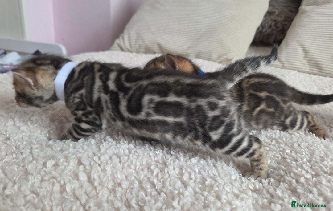 Bengal cats for sale: Georges Tica registered Bengal kittens  - Advert 14