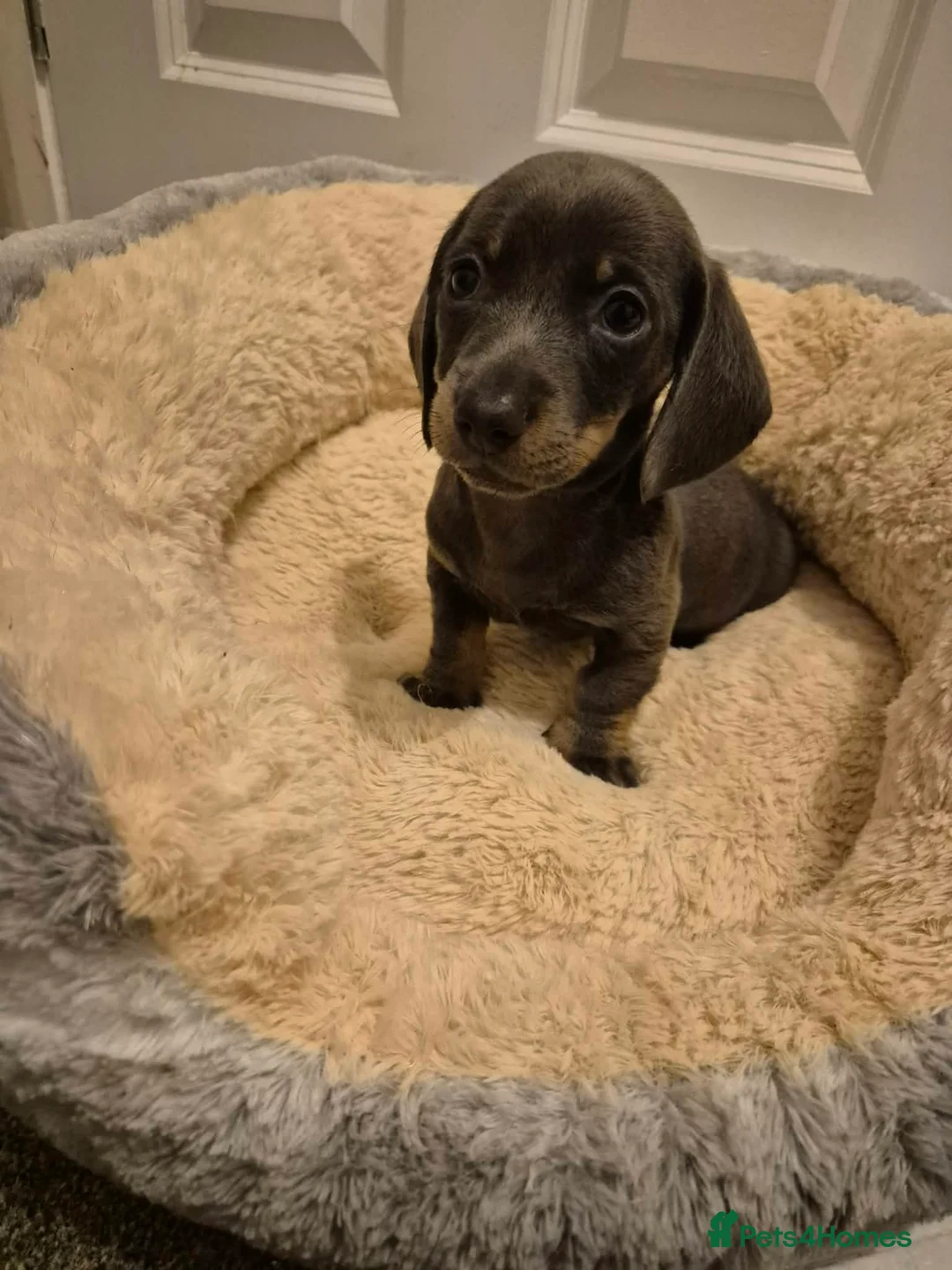 Miniature Dachshund dogs for sale: KC Dachshund puppies  - Advert 23