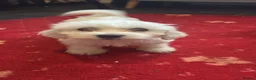 Bichon Frise dogs for sale: 6 beautiful bichon Frise x bichon Maltese  - Advert 13