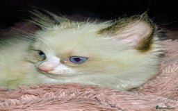 Ragdoll cats for sale: Ragdoll kittens  - Image 6