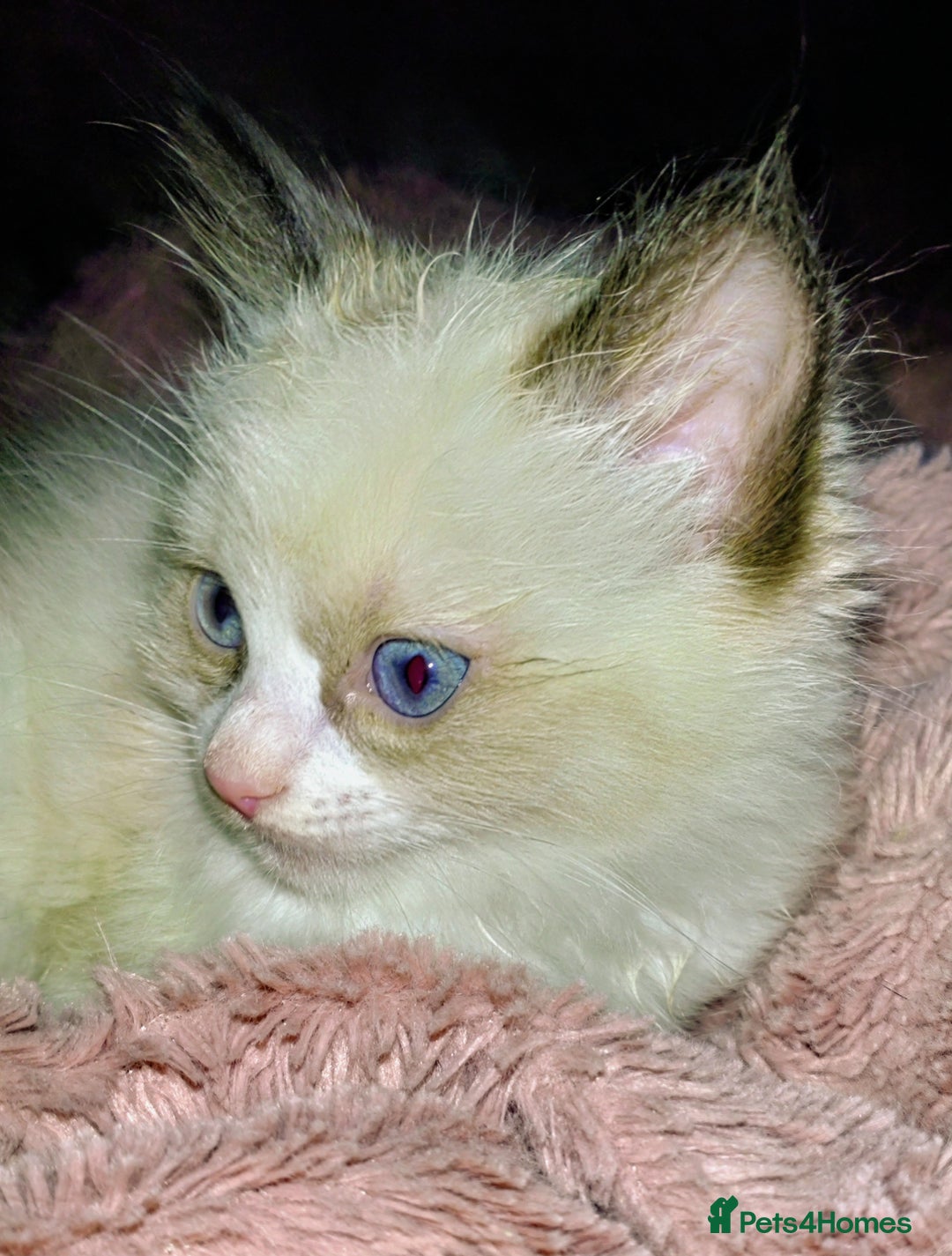 Ragdoll cats for sale: Ragdoll kittens  - Image 6