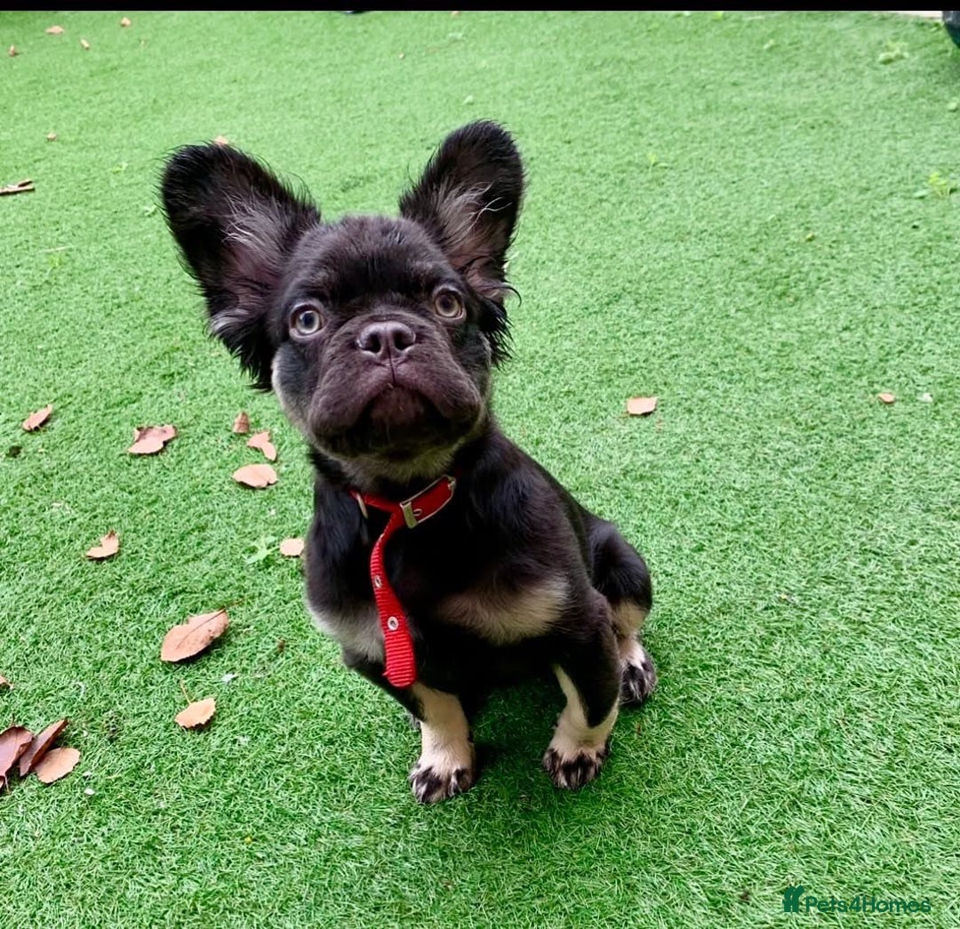 French Bulldog dogs for sale: Visual fluffy frenchie chocolate boy  - Advert 2