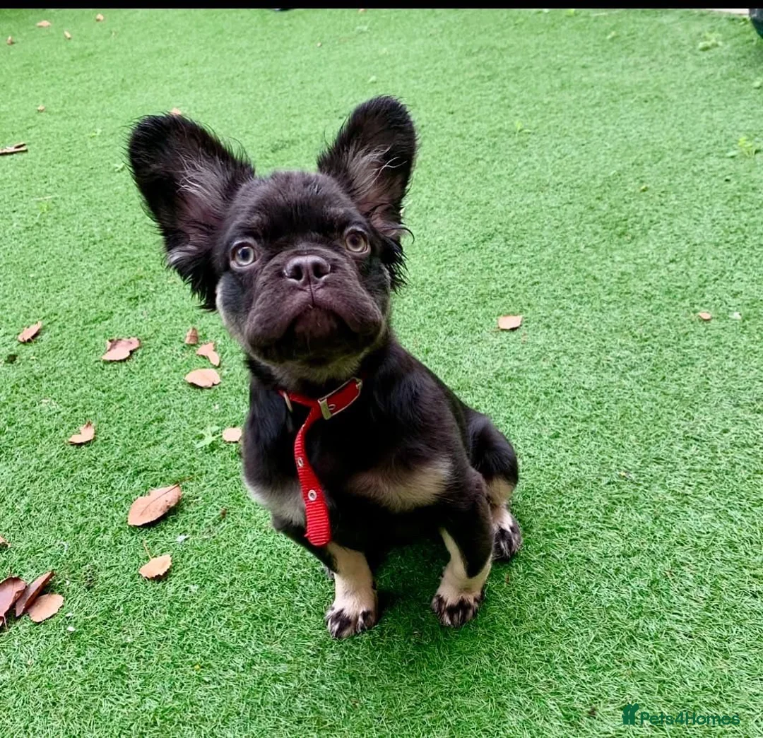 French Bulldog dogs for sale: Visual fluffy frenchie chocolate boy  - Advert 2