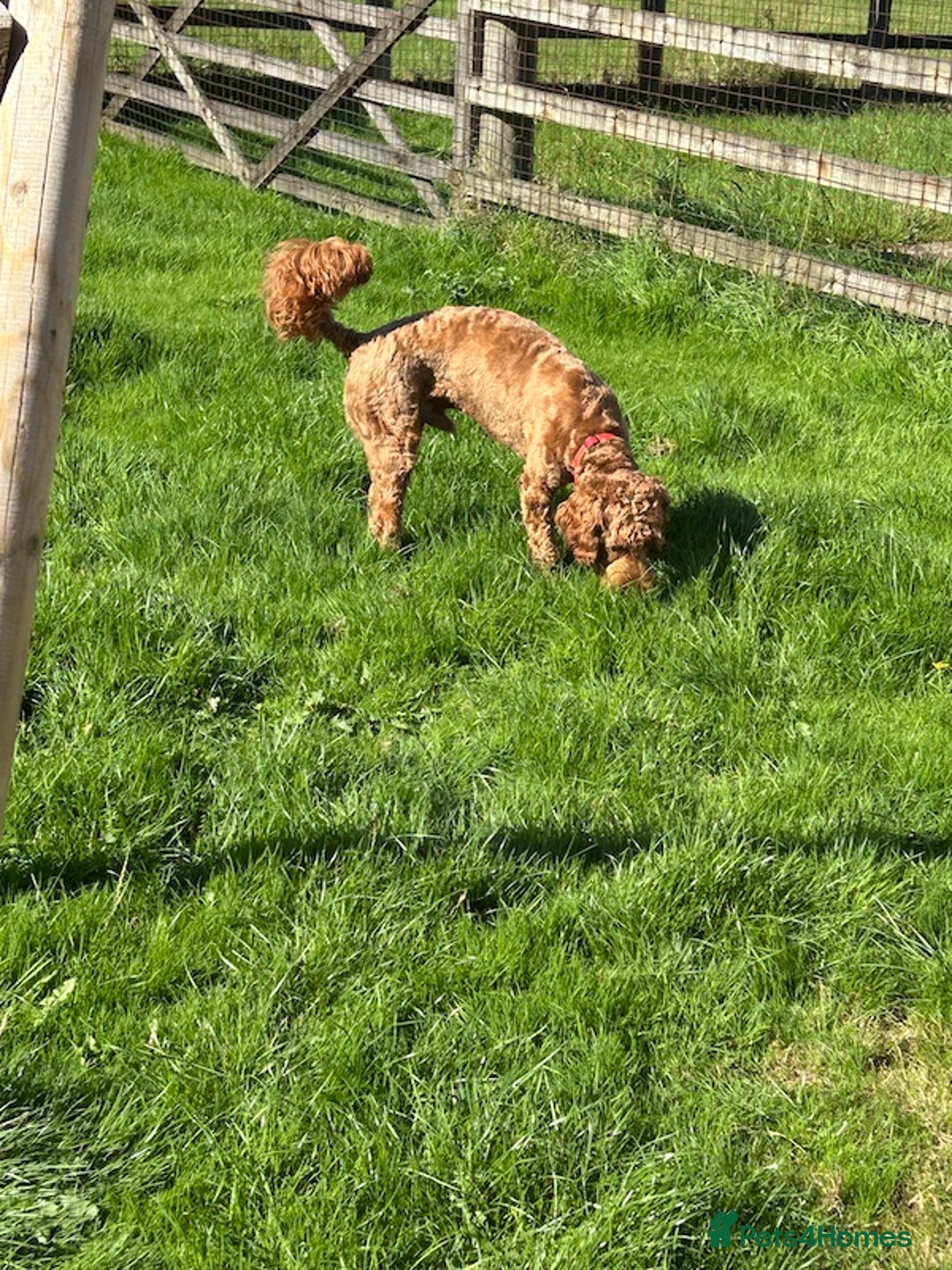 Goldendoodle dogs for sale: 11-month-old male Goldendoodle - Image 3