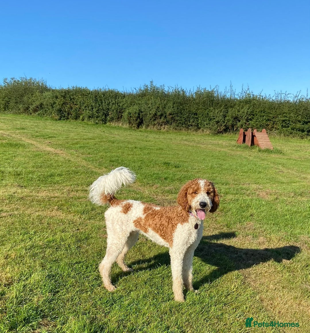 Double Doodle dogs for sale: Parti Double Doodles 🐾  - Image 17