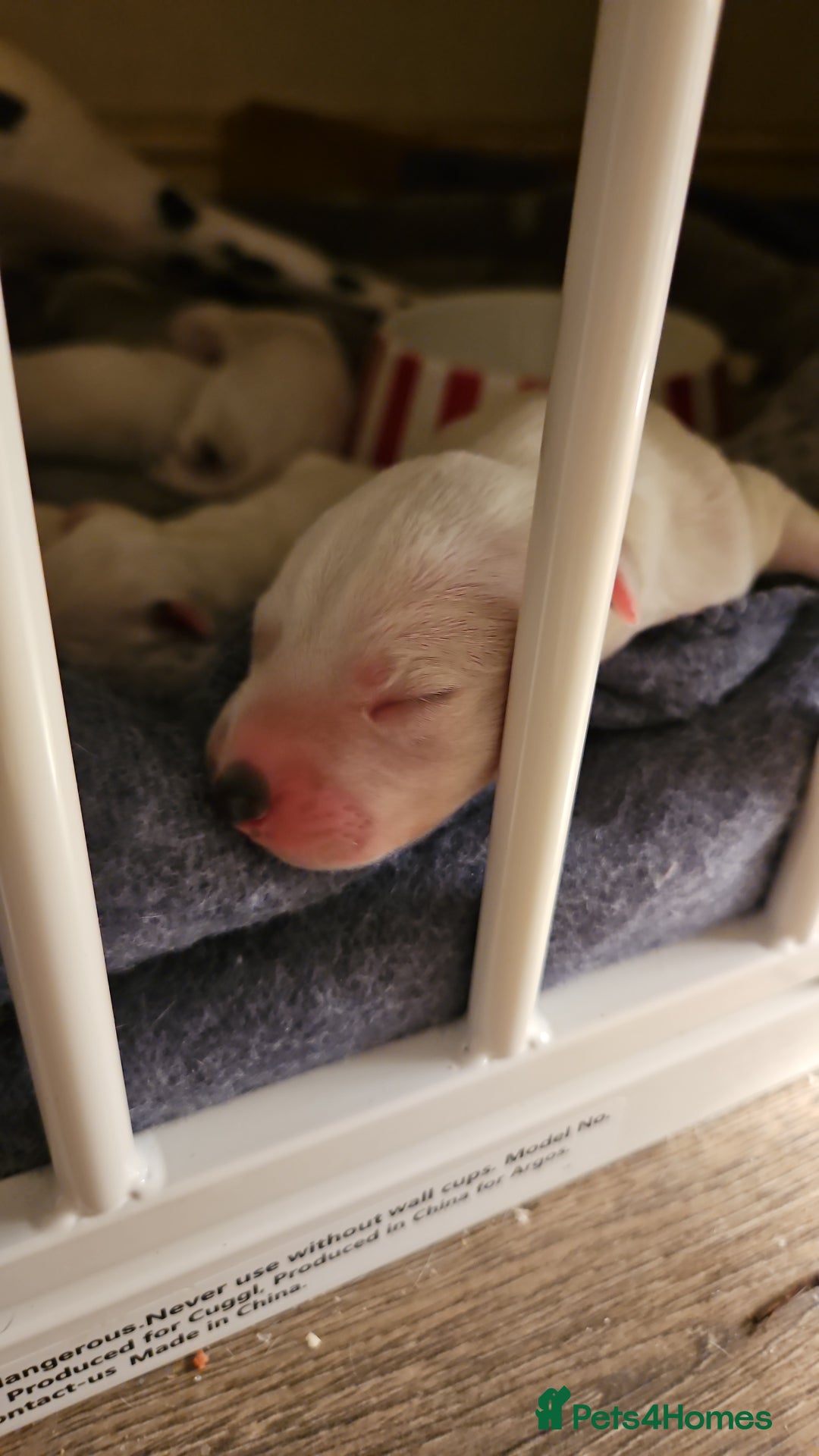 Dalmatian dogs for sale: beautiful dalmatian puppies - Advert 7