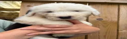 Old English Sheepdog dogs for sale: Kc Registered Old English Sheepdogs  - Advert 10