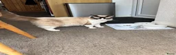 Ragdoll cats for sale: 6 adorable pure-ragdoll Kittens for sale in Walton-on-Thames - Advert 6