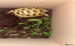 Tortoise reptiles for sale: Horsefield Tortoise - Image 6