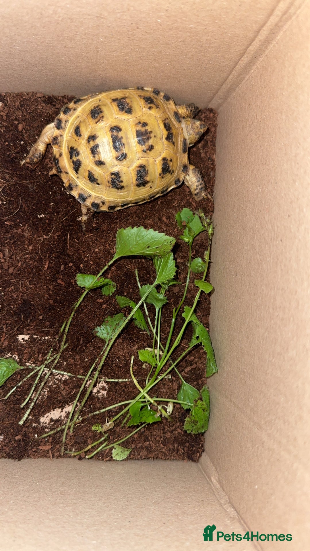 Tortoise reptiles for sale: Horsefield Tortoise - Image 6