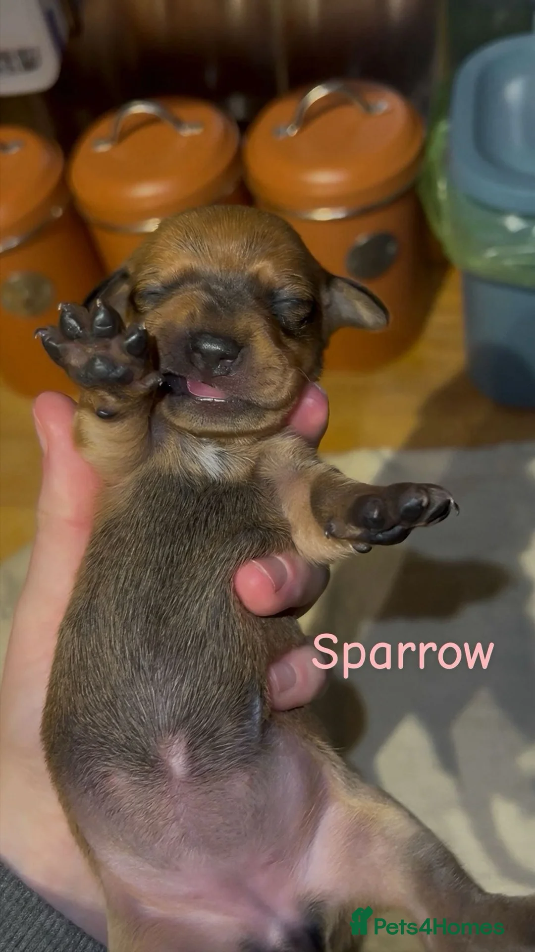 Dachshund dogs for sale: Dacshaunds puppies  - Advert 11