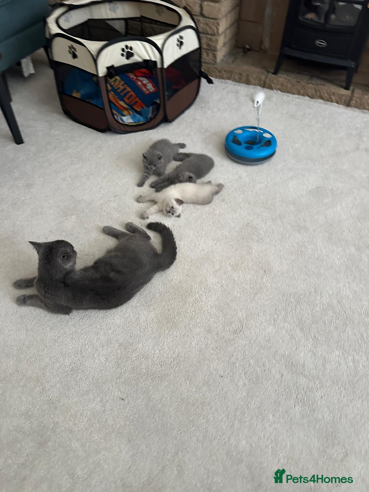 British Shorthair cats Beautiful British Shorthair Kittens - Advert 2