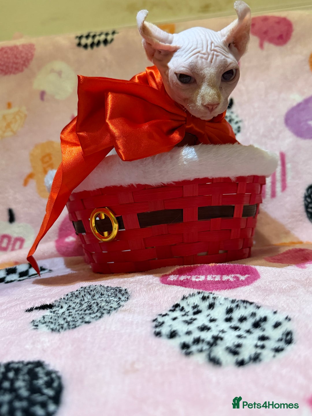 Sphynx cats for sale:  ** ✨ Exquisite Sphynx Kittens  **  - Advert 19