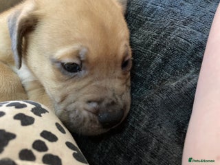 Mixed Breed dogs Mastiff x Staffy Puppies - Advert 10