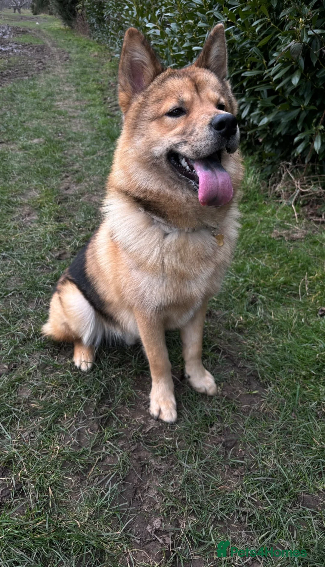 Mixed Breed dogs for sale: Alaskan Chow looking for loving and trained home in Chatteris - Advert 2