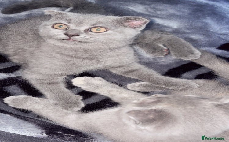 Scottish Fold cats - Advert 1