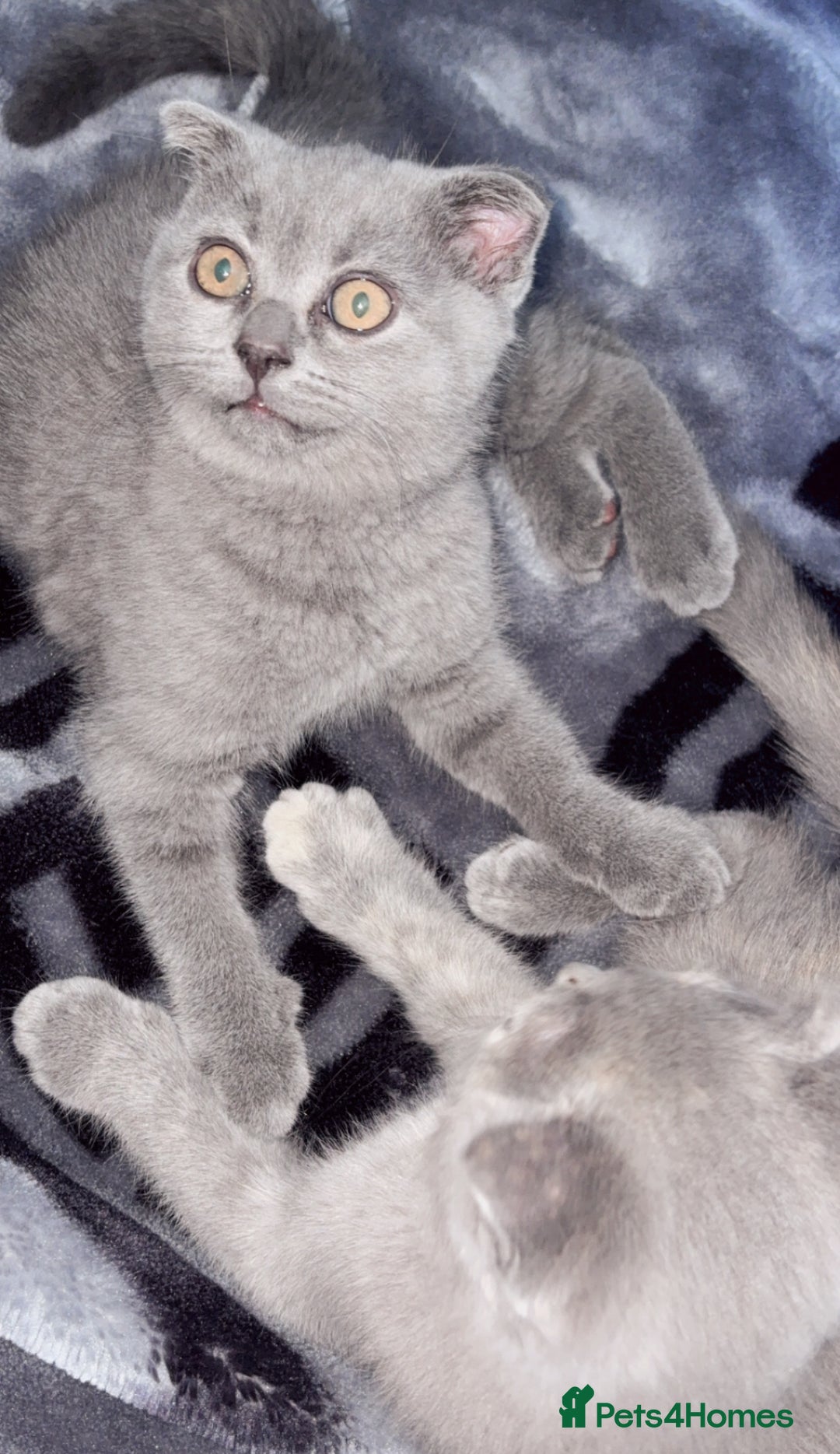 Scottish Fold cats for sale: Beautiful Scottish kittens ready for a new home.  - Image 1