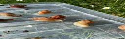 Snails invertebrates for sale: Giant African Snails for sale! - Advert 4