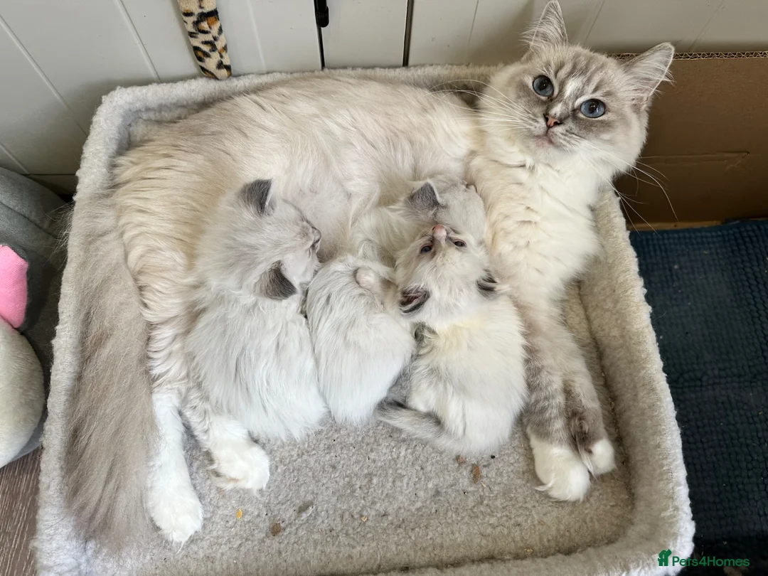 Ragdoll cats for sale: Last 3 Boys and Mom stunning pure Ragdoll - Advert 1