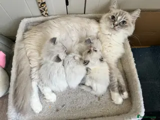 Ragdoll cats Last 3 Boys and Mom stunning pure Ragdoll - Advert 1