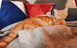 Domestic Shorthair cats for adoption: Handsome boy in need of perfect forever home - Advert 3