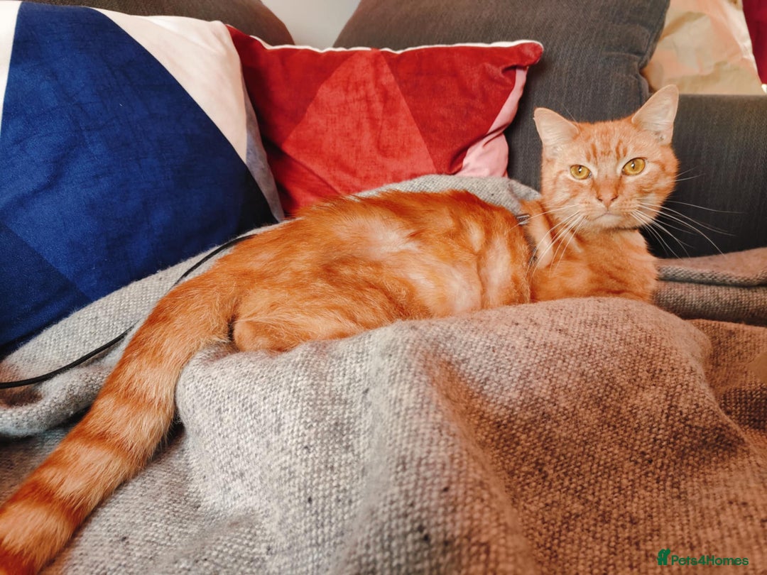 Domestic Shorthair cats for adoption: Handsome boy in need of perfect forever home - Advert 3