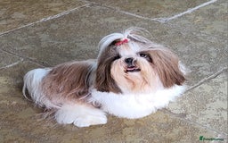 Shih Tzu dogs for stud: Proven Stud dog - Image 6