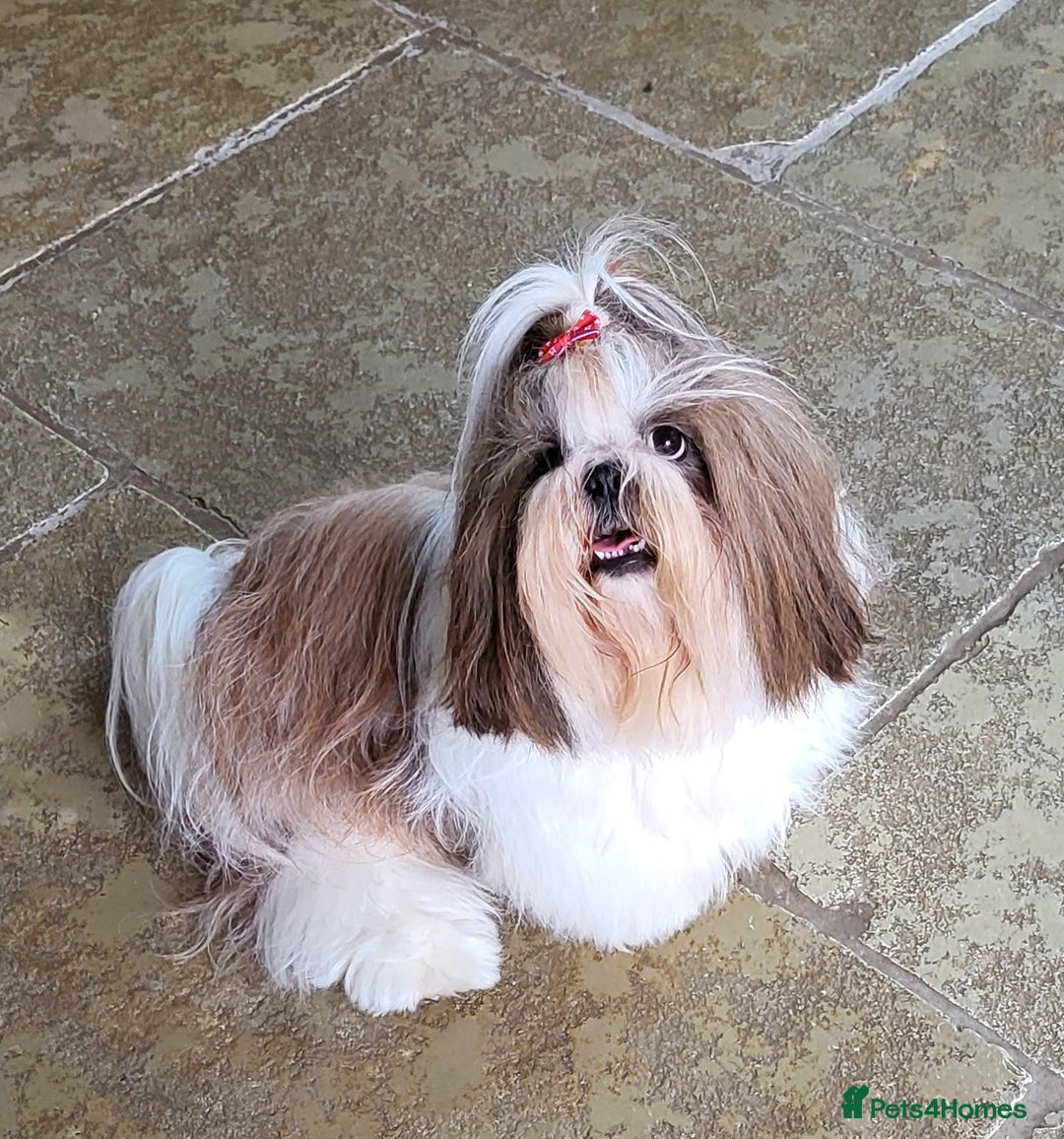Shih Tzu dogs for stud: Proven Stud dog - Image 6