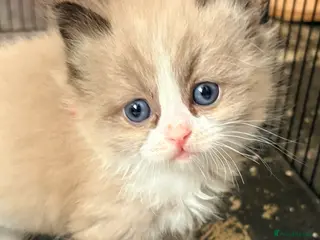 Ragdoll cats Stunning Ragdoll Kittens - Advert 14