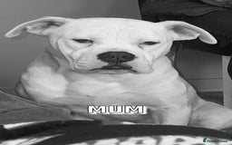 American Bulldog dogs for sale: American Bulldog Male - Image 8