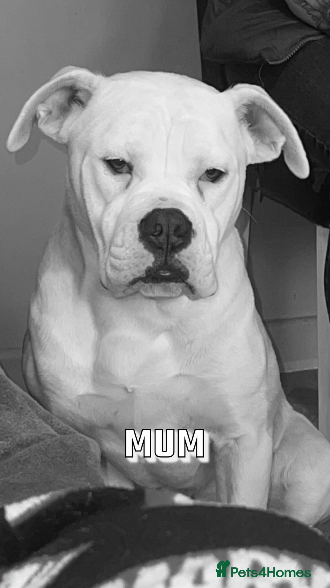 American Bulldog dogs for sale: American Bulldog Male - Image 8