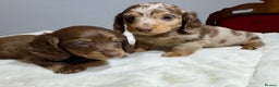Miniature Dachshund dogs for sale: Dachshund miniature long hair - Advert 26