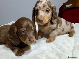Miniature Dachshund dogs Long Hair Dachshund miniature Dapple - Advert 6