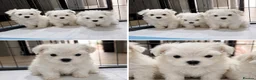 Maltese dogs for sale:  Beautiful Korean Maltese Puppies KC Registered in Rainham - Advert 8