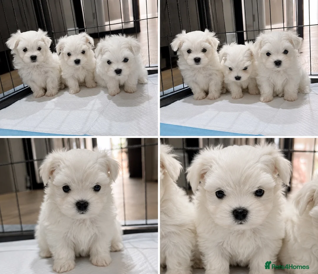 Maltese dogs for sale:  Beautiful Korean Maltese Puppies KC Registered in Rainham - Advert 8