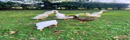 Ducks poultry for sale: White Indian Runner Drakes  - Advert 5