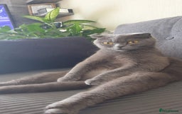 Scottish Fold cats for sale: Ready for new home 😻 - Image 18