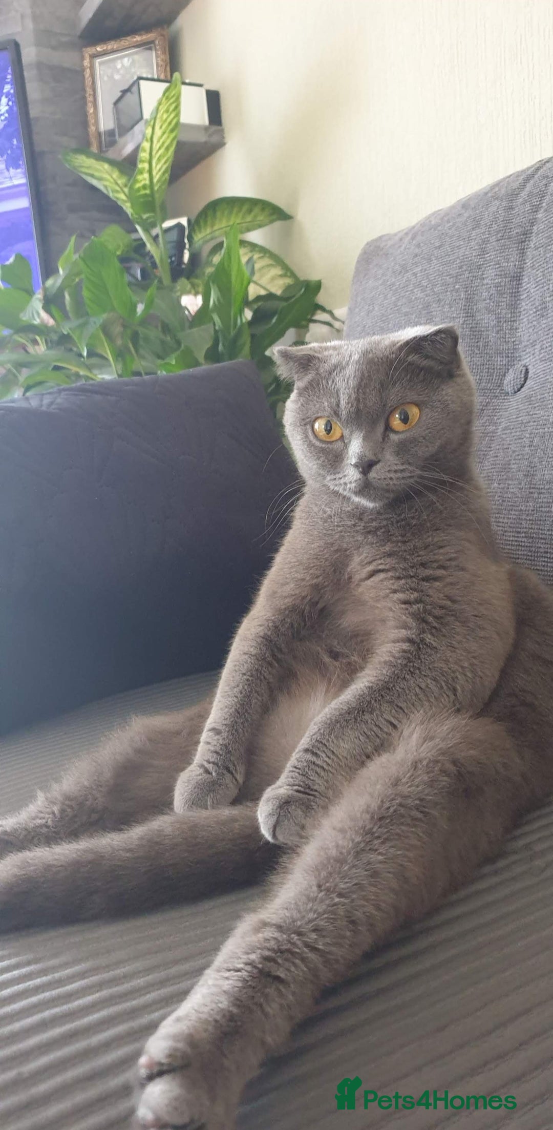 Scottish Fold cats for sale: Ready for new home 😻 - Image 18